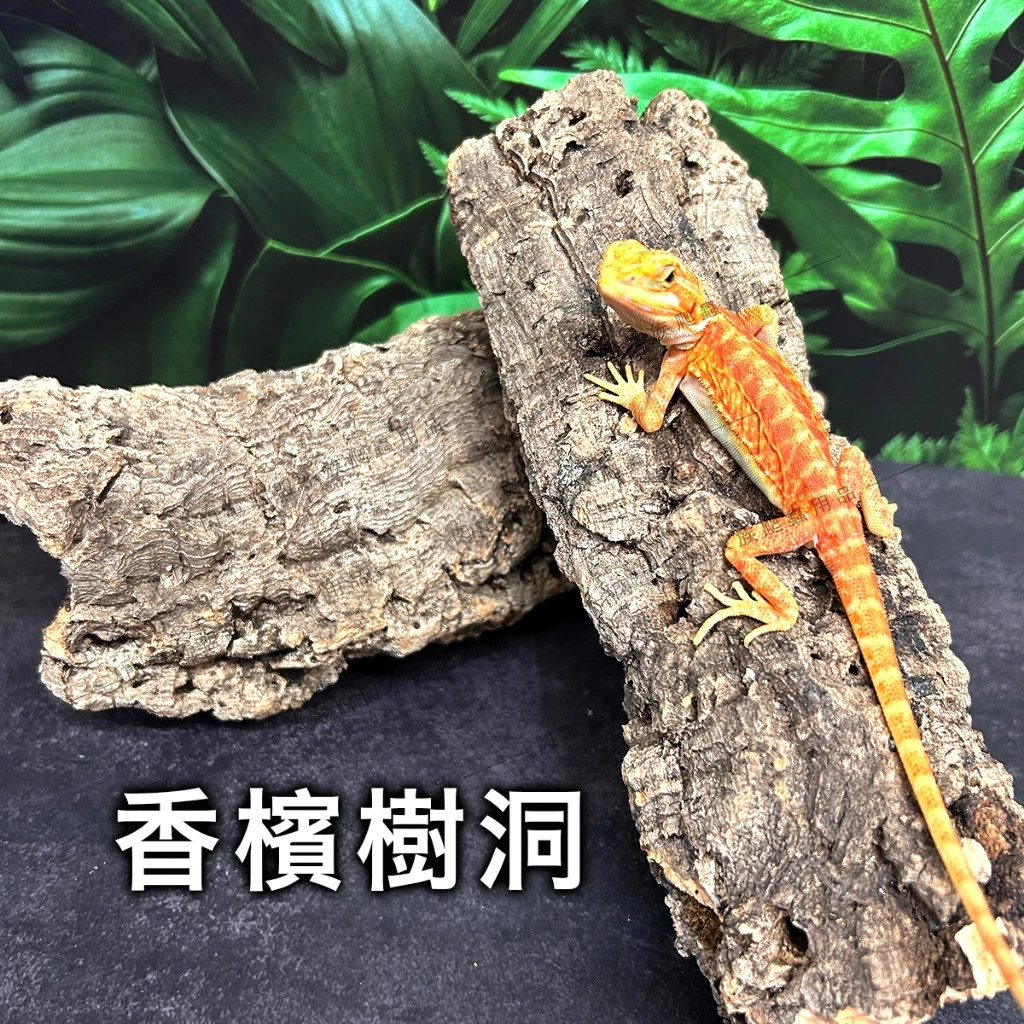 香檳樹皮洞穴