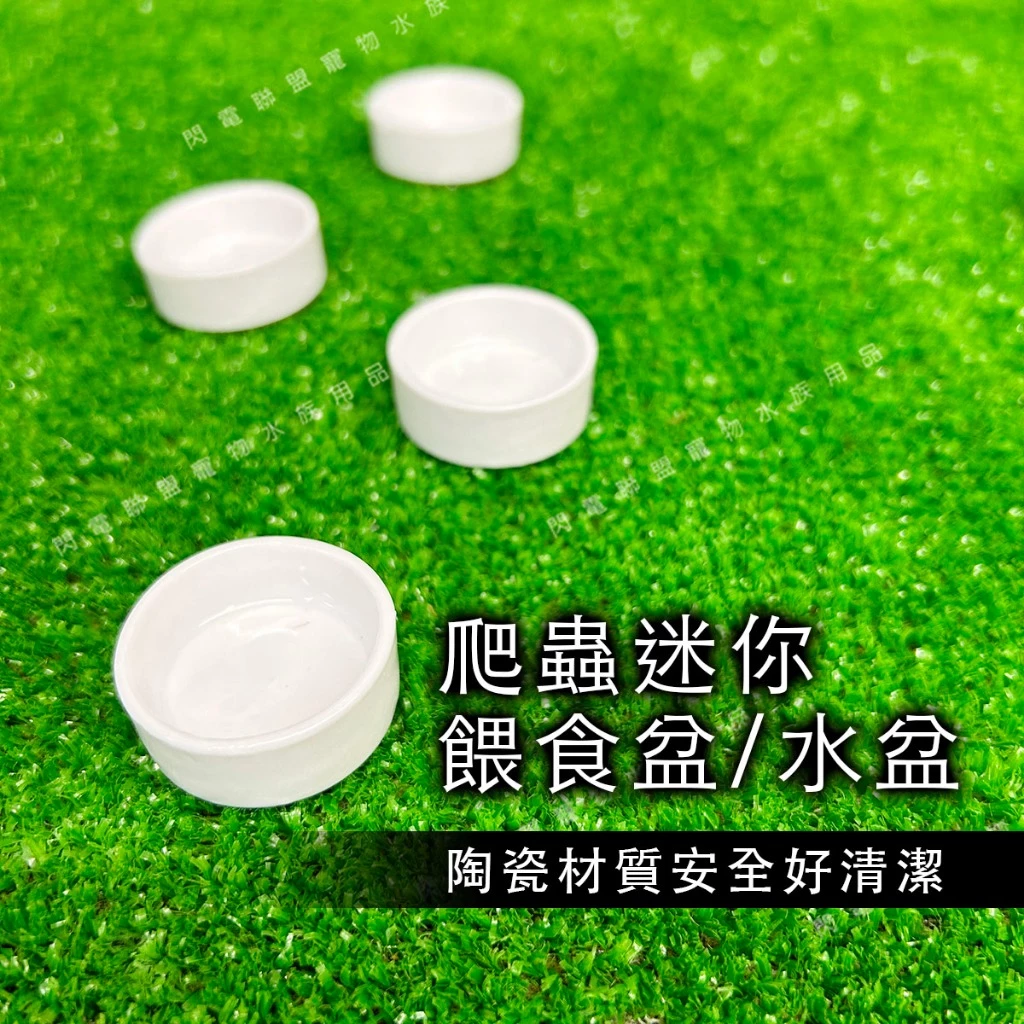 爬蟲迷你餵食盆 (1個) 