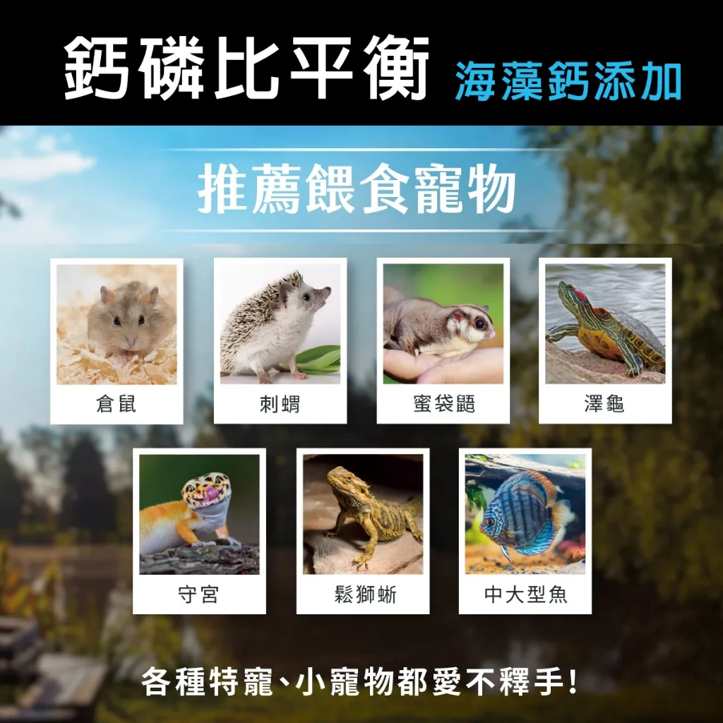 角落水族 南極蝦 麵包蟲 黑水虻