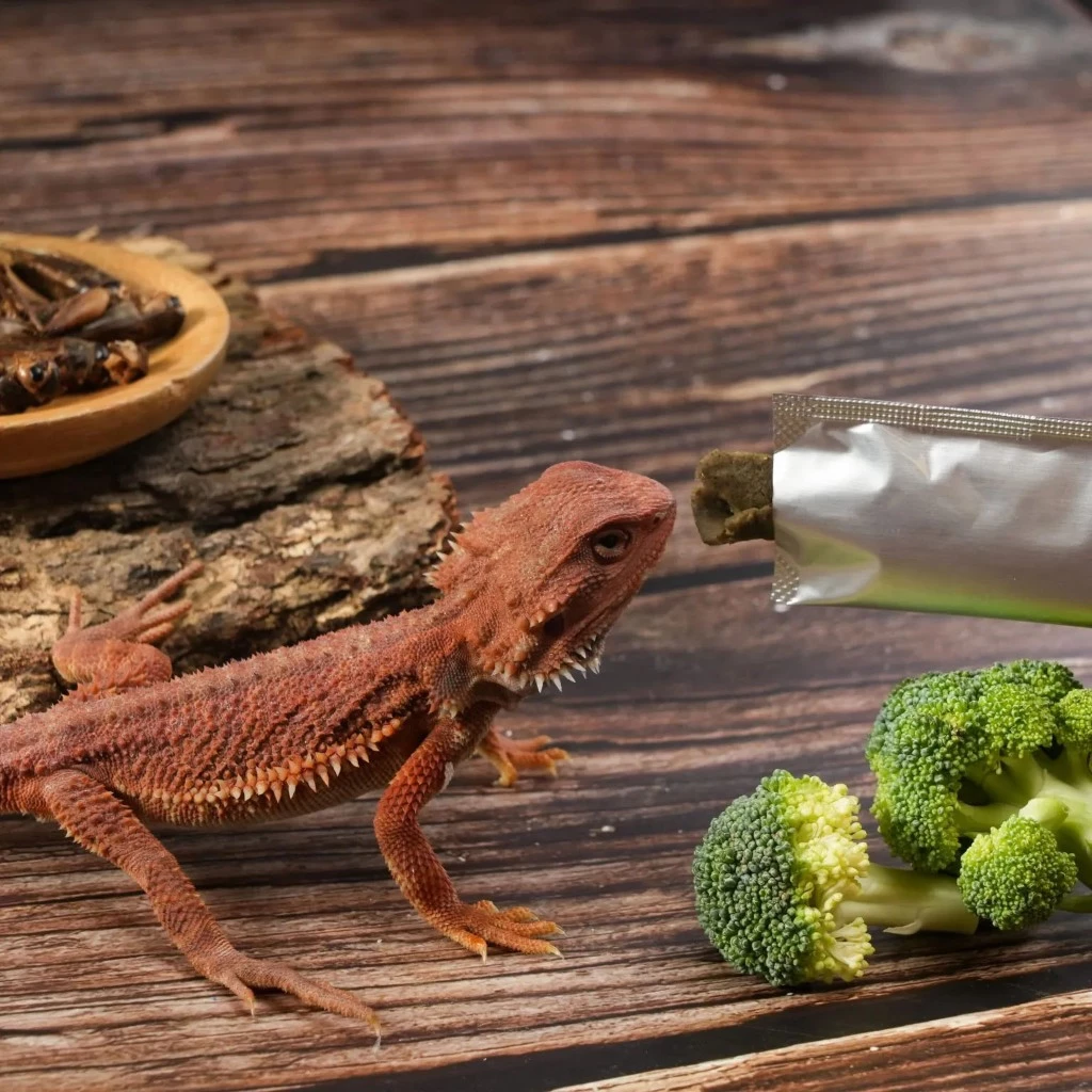 角落水族 鬆獅蜥蔬菜蟲泥主食