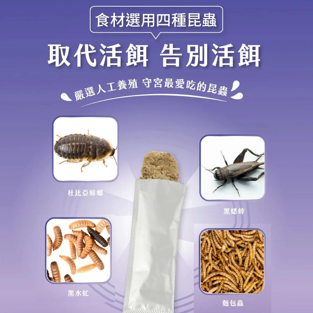 角落特寵 守宮蟲泥主食