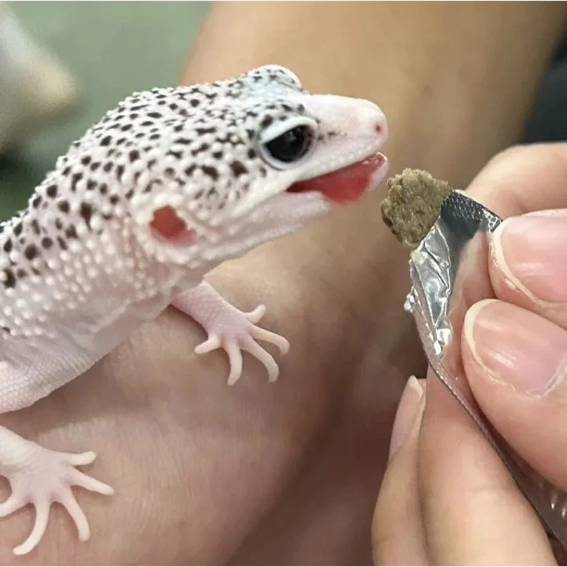 角落特寵 守宮蟲泥主食